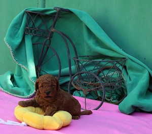 Disponibili pui Pudel ( Canis ) toy rosu si apricot - imagine 3