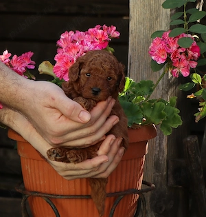 Disponibili pui Pudel ( Canis ) toy rosu si apricot - imagine 4