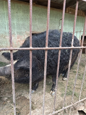 vand porc mangalita