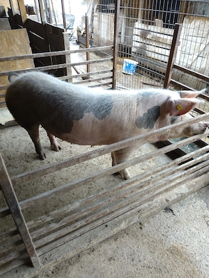 Purcele de vanzare.