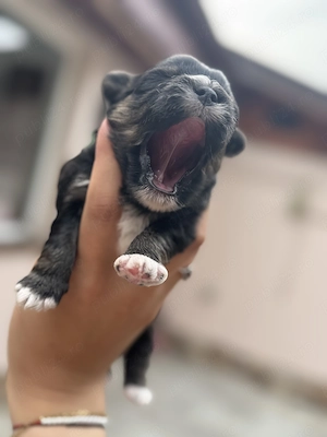 Puișori Bichon Frise x Yorkshire terrier  - imagine 5
