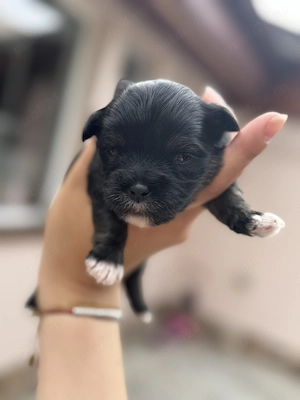 Puișori Bichon Frise x Yorkshire terrier  - imagine 3