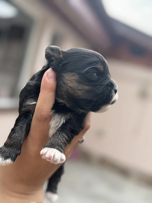 Puișori Bichon Frise x Yorkshire terrier  - imagine 4