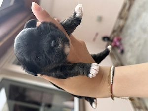 Puișori Bichon Frise x Yorkshire terrier  - imagine 2