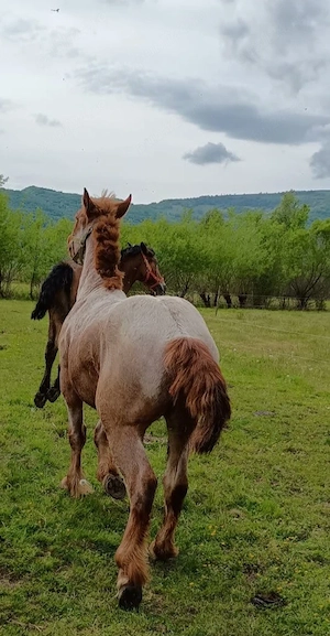 Armăsar de vânzare 
