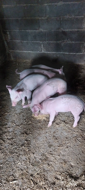 Vând purcei de 8 săptămâni.  - imagine 3