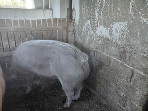 vând porc 
