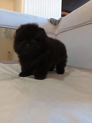 Pomeranian mini toy - imagine 3