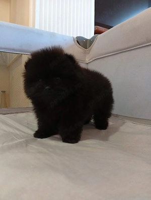 Pomeranian mini toy