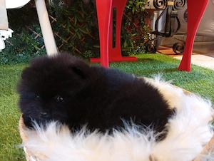 Pomeranian mini toy - imagine 2