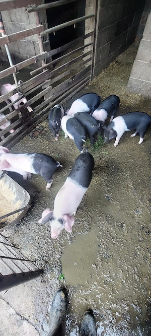 De vânzare purcei de 6   si 8 săptămâni. 
