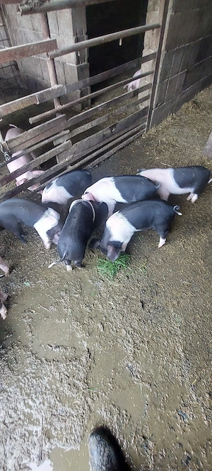 De vânzare purcei de 6   si 8 săptămâni.  - imagine 3