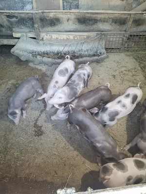 Vând purcei și porci 