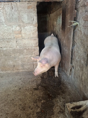 porc de vânzare  - imagine 2