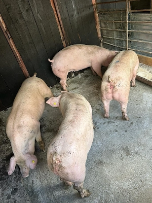 Porci de vânzare 