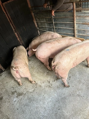 Porci de vânzare  - imagine 3