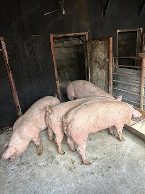 Porci de vânzare  - imagine 2