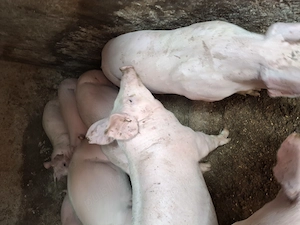 Porci 45,70,80,110,150 kg