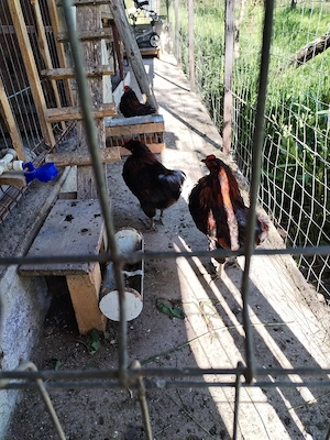 Cocosii Araucana cu favoriții și fără
