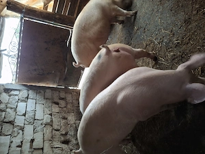 Porci 45,70,80,110,150 kg - imagine 3
