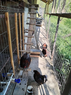 Cocosii Araucana cu favoriții și fără - imagine 5