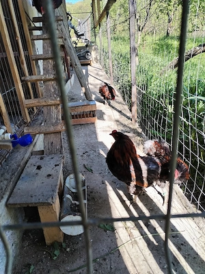 Cocosii Araucana cu favoriții și fără - imagine 4