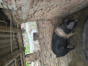 Scrofiță Bazna de vânzare 