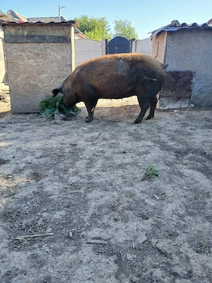 Porc de vanzare