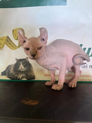 puiuti sphynx elf - imagine 3