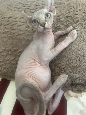 puiuti sphynx elf