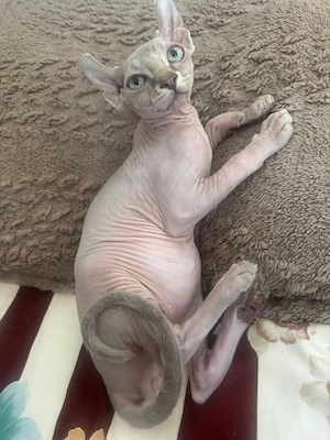 puiuti sphynx elf - imagine 4
