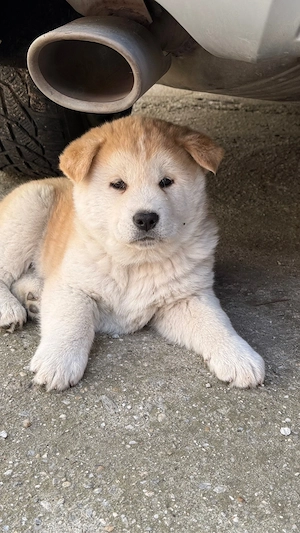 Akita inu japonez - imagine 5