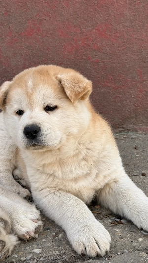 Akita inu japonez - imagine 4