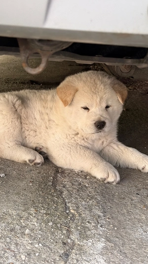 Akita inu japonez - imagine 3