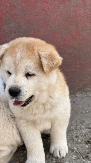 Akita inu japonez - imagine 2