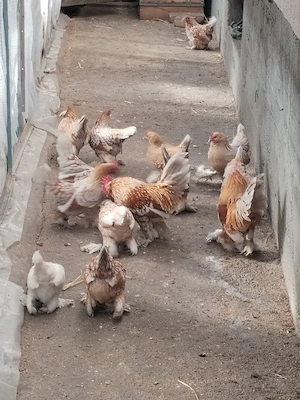 Oua pt incubat din rasa mii de flori 