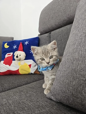 Silvar Tabby cu ochișori albaștri 