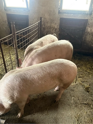 Porci de vanzare - imagine 4