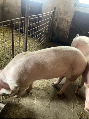 Porci de vanzare - imagine 3