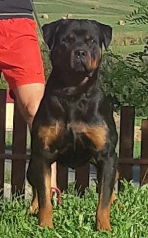 Rottweiler dresat IGP3   câine de protecție, mascul adult - imagine 2