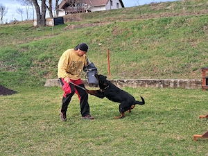 Rottweiler dresat IGP3   câine de protecție, mascul adult - imagine 3