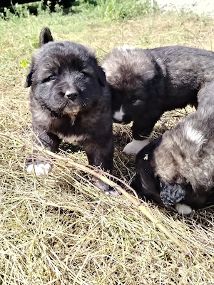 Căței de vânzare! 