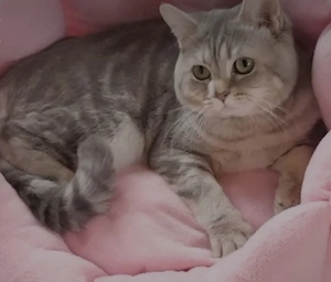 Motan British Shorthair Tabby - imagine 4