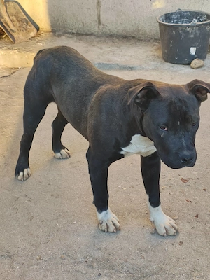 American Bully mascul  - imagine 3