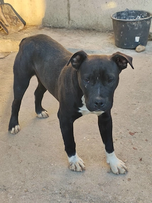 American Bully mascul  - imagine 2