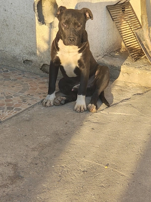 American Bully mascul 