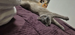 Pisica British Shorthair Blue - imagine 5