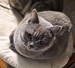 Pisica British Shorthair Blue