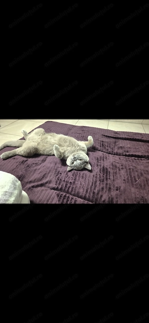 Pisica British Shorthair Blue - imagine 4