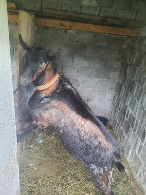 Țap de vânzare